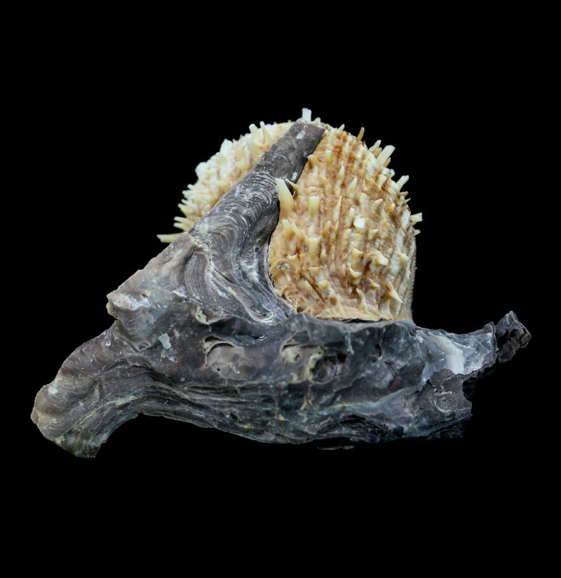 Hammer Oyster with Spines - Paxton Gate