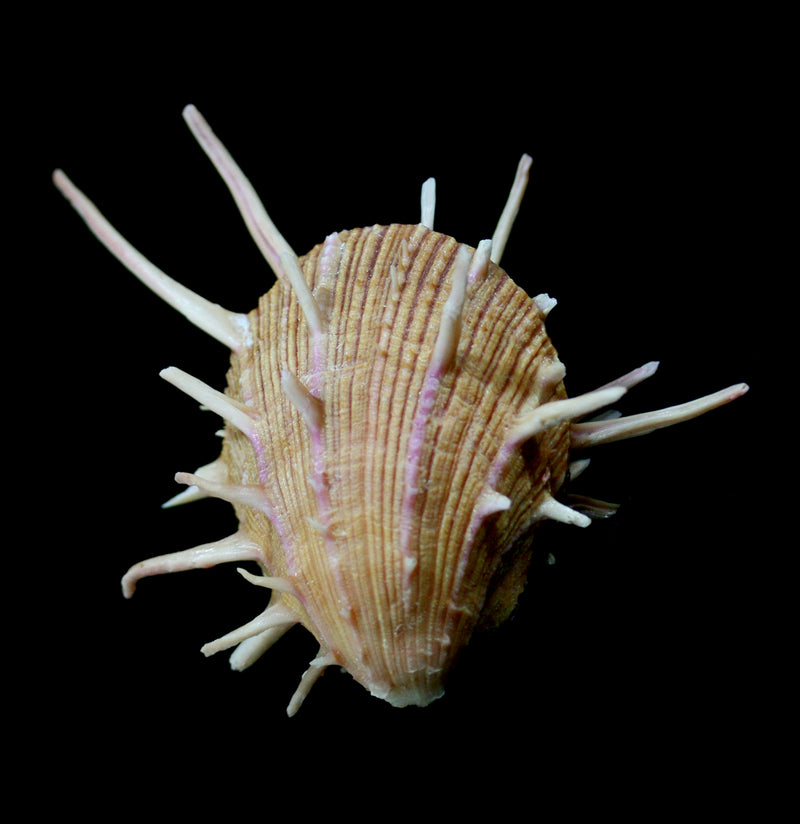 Regal Spiny Oyster-Invertbrts-Tideline-PaxtonGate