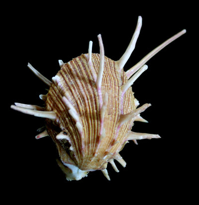 Regal Spiny Oyster-Invertbrts-Tideline-PaxtonGate
