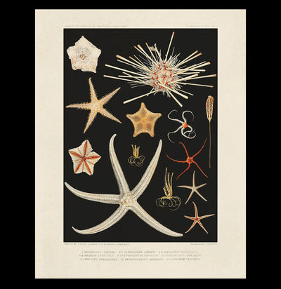 Vintage Starfish Oceanography Print-Prints-Curious Prints-PaxtonGate