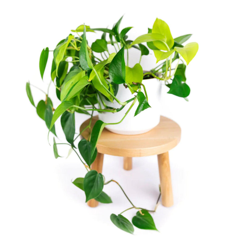 Stool Style Plant Stand-Pots&Mntg-Decluttered-PaxtonGate