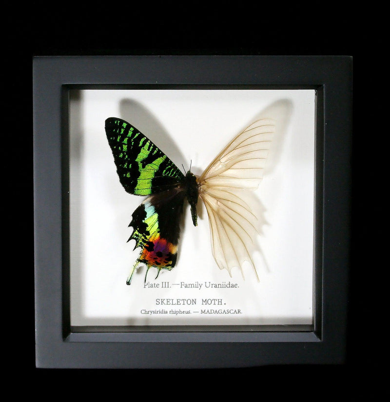 Framed Sunset Moth Skeleton-Insects-Bug Under Glass-PaxtonGate