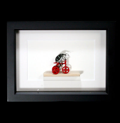 Framed Beetle Riding Tricycle Diorama-Insects-Bug Under Glass-PaxtonGate