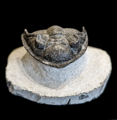 Fossilized Trilobite Odontochile In Matrix - Paxton Gate