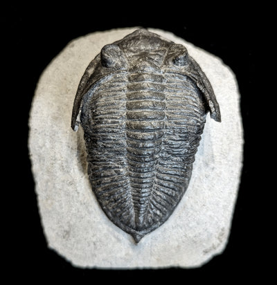 Fossilized Trilobite Odontochile In Matrix - Paxton Gate