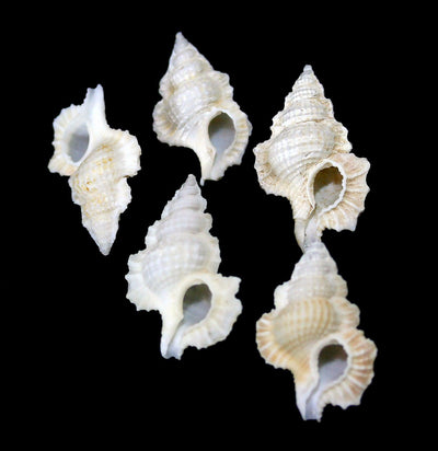 Maple Leaf Shell-Invertbrts-Tideline-PaxtonGate