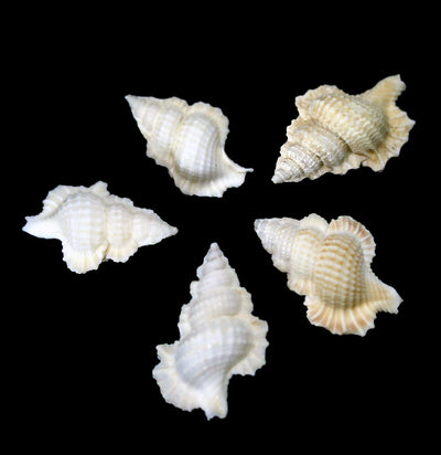 Maple Leaf Shell-Invertbrts-Tideline-PaxtonGate