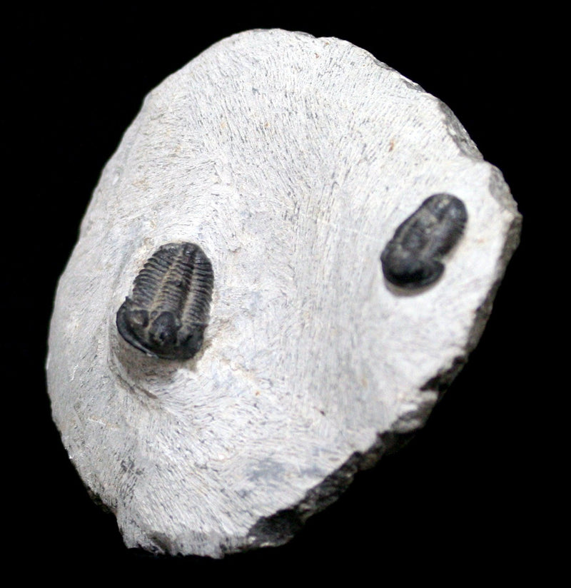 Two Fossil Trilobite Phacops Drotops In Matrix - Paxton Gate