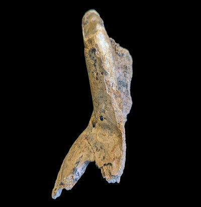Fossilized Partial Cave Bear Upper Jaw-Fossils-Nord Fossil-PaxtonGate