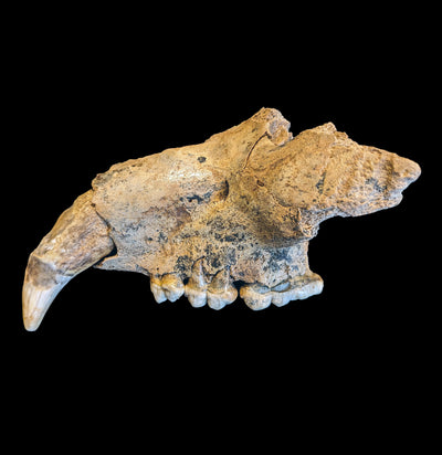 Fossilized Partial Cave Bear Upper Jaw-Fossils-Nord Fossil-PaxtonGate
