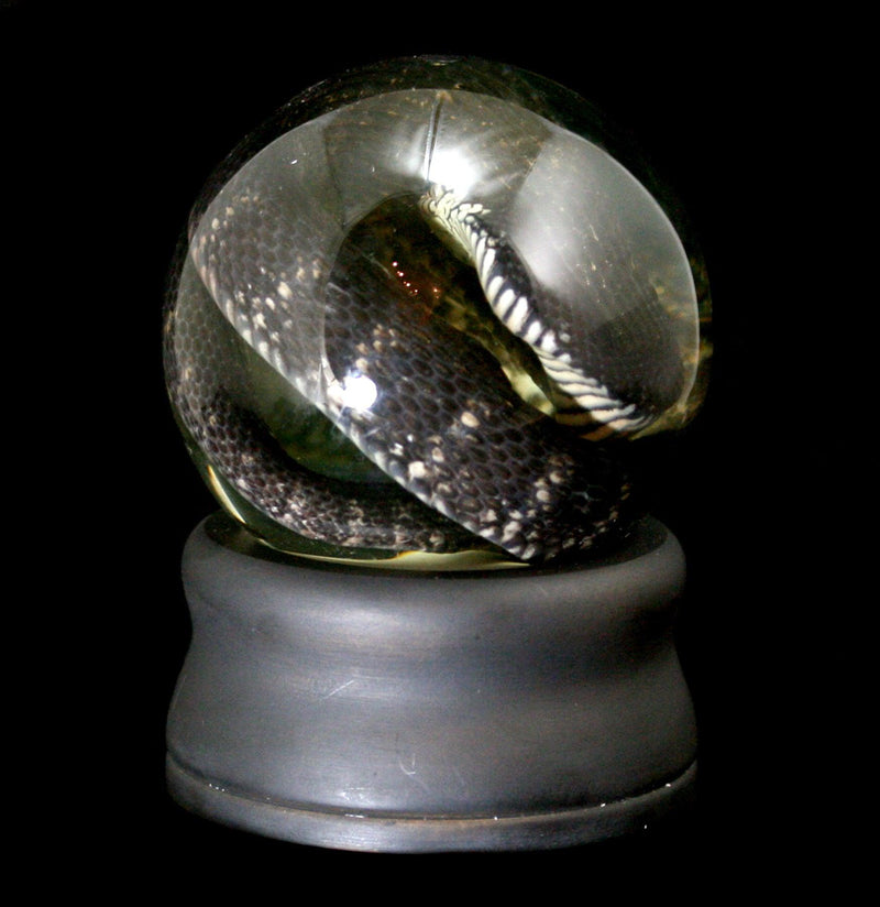Black King Snake Wet Specimen Globe - Paxton Gate