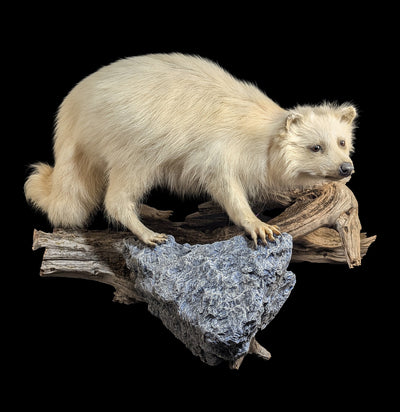 Albino Raccoon Taxidermy-Taxidermy-The Taxidermy Store-PaxtonGate
