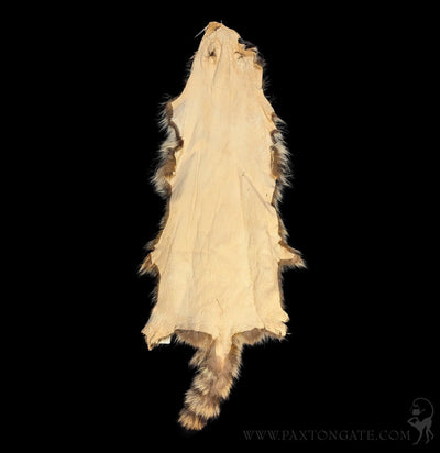 Raccoon Fur Hide Pelt Tanned Skin-Taxidermy-Black Bear Haversack-PaxtonGate