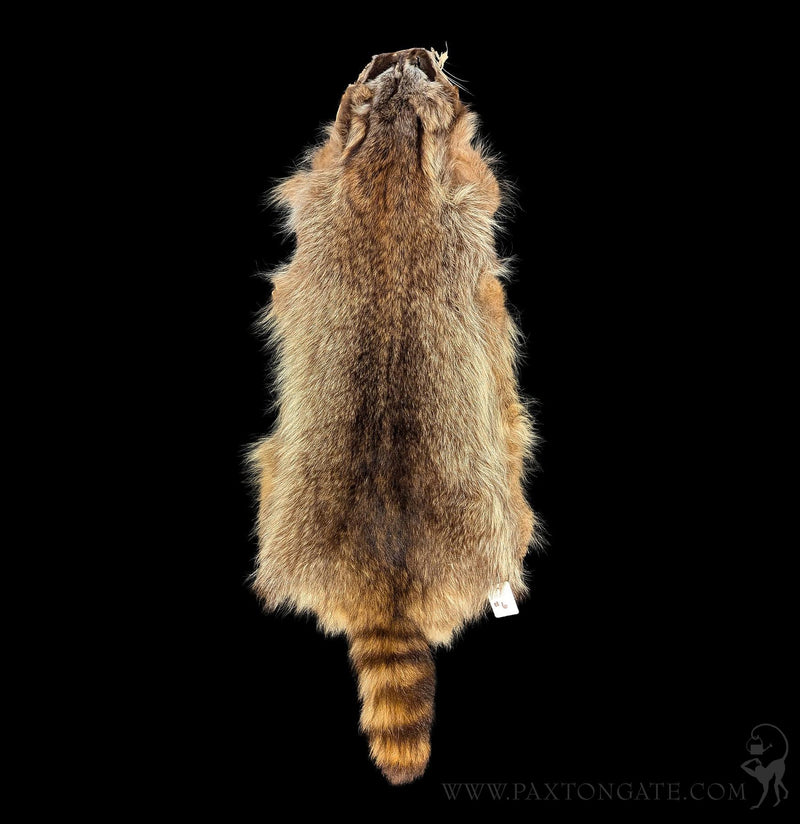 Raccoon Fur Hide Pelt Tanned Skin-Taxidermy-Black Bear Haversack-PaxtonGate