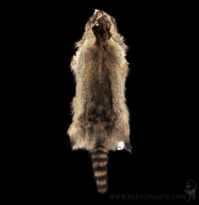 Raccoon Fur Hide Pelt Tanned Skin-Taxidermy-Black Bear Haversack-PaxtonGate