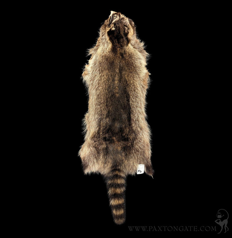 Raccoon Fur Hide Pelt Tanned Skin-Taxidermy-Black Bear Haversack-PaxtonGate