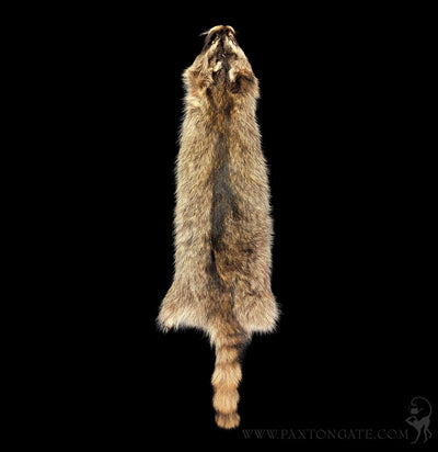 Raccoon Fur Hide Pelt Tanned Skin-Taxidermy-Black Bear Haversack-PaxtonGate