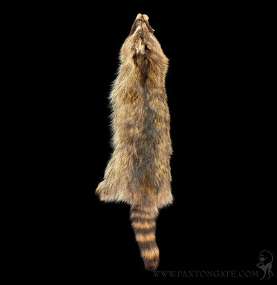 Raccoon Fur Hide Pelt Tanned Skin-Taxidermy-Black Bear Haversack-PaxtonGate