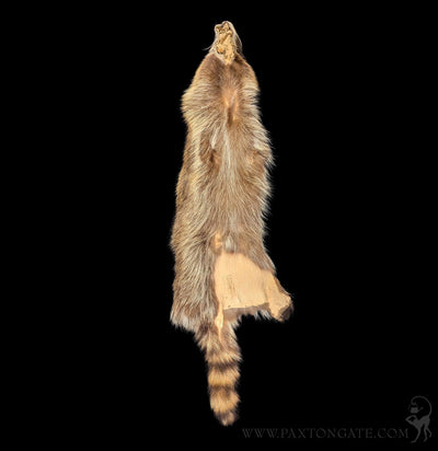 Raccoon Fur Hide Pelt Tanned Skin-Taxidermy-Black Bear Haversack-PaxtonGate