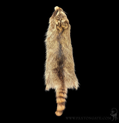 Raccoon Fur Hide Pelt Tanned Skin-Taxidermy-Black Bear Haversack-PaxtonGate