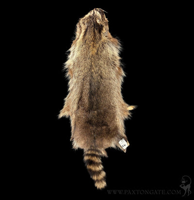 Raccoon Fur Hide Pelt Tanned Skin-Taxidermy-Black Bear Haversack-PaxtonGate