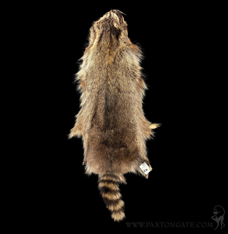 Raccoon Fur Hide Pelt Tanned Skin-Taxidermy-Black Bear Haversack-PaxtonGate