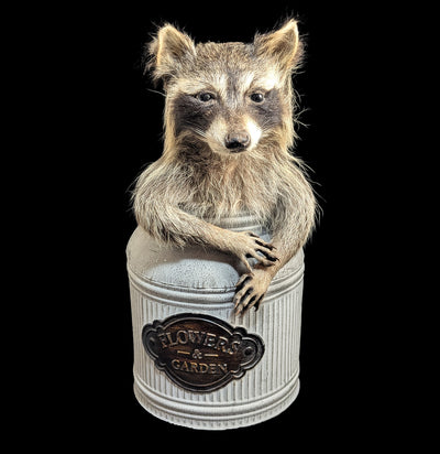 Raccoon In Trash Can Taxidermy-Taxidermy-The Taxidermy Store-PaxtonGate
