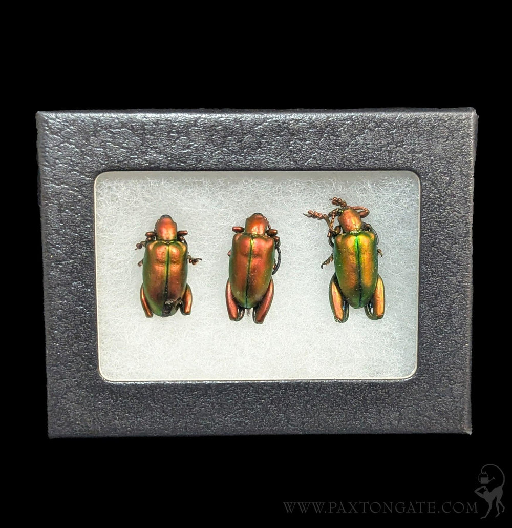 Riker Verso Mounted Batesia Hypochlora Butterfly For Sale | Paxton