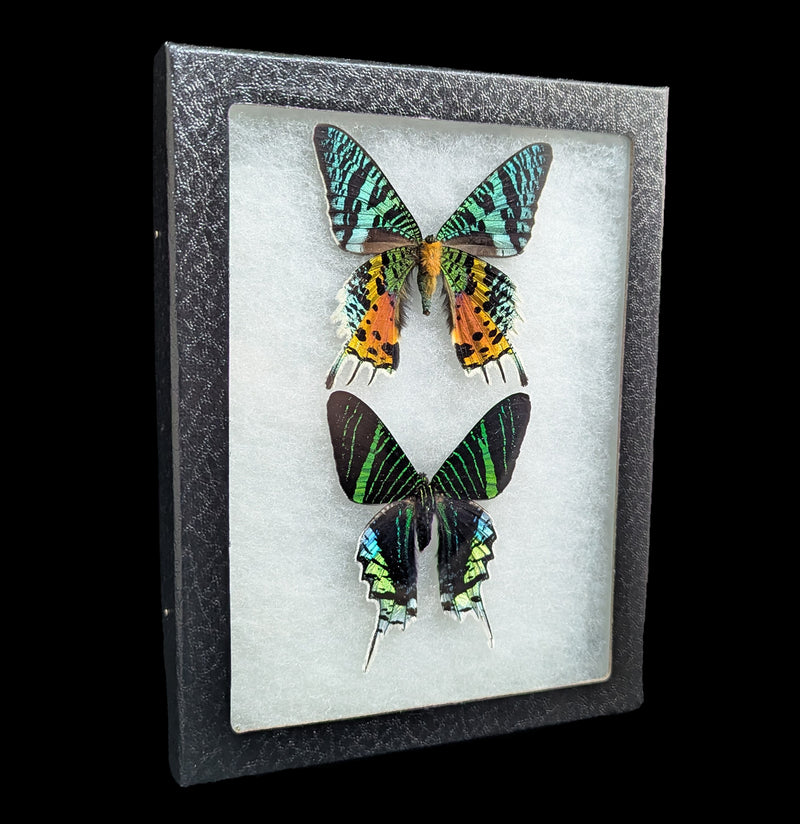 Riker Mounted Urania ripheus and Urania leilus moths-Insects-Bicbugs, LLC-PaxtonGate