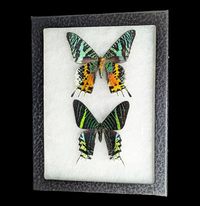 Riker Mounted Urania ripheus and Urania leilus moths-Insects-Bicbugs, LLC-PaxtonGate