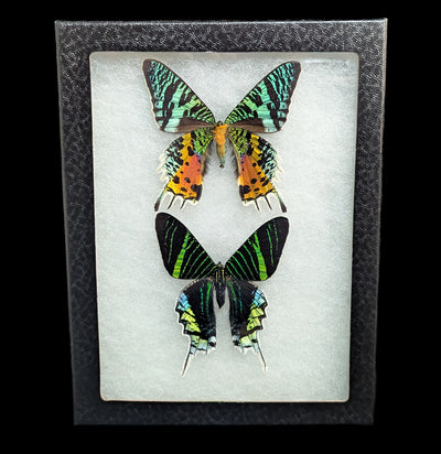 Riker Mounted Urania ripheus and Urania leilus moths-Insects-Bicbugs, LLC-PaxtonGate