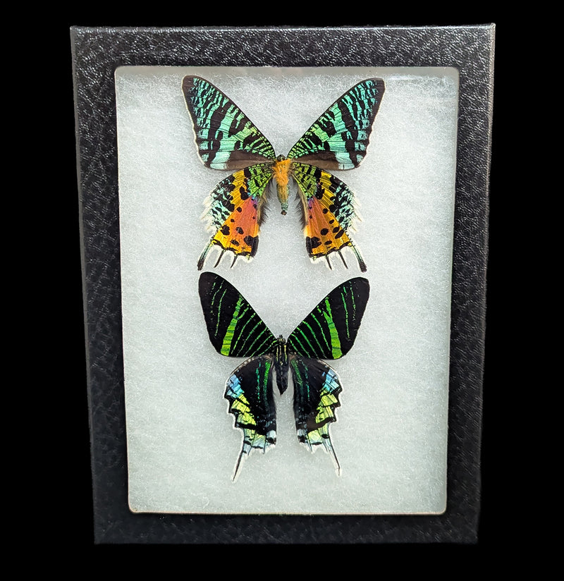 Riker Mounted Urania ripheus and Urania leilus moths-Insects-Bicbugs, LLC-PaxtonGate