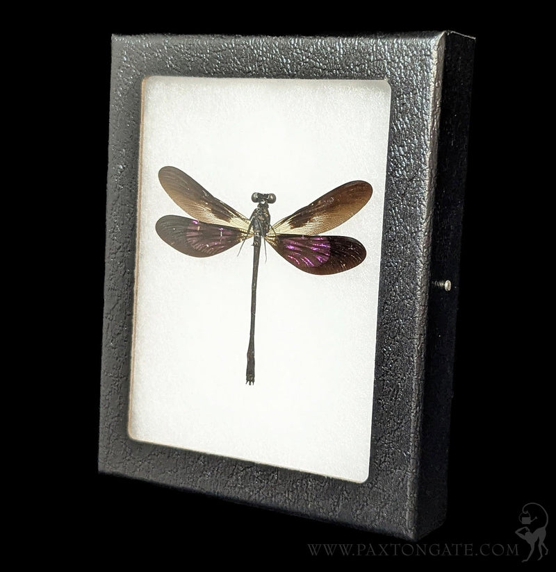 Riker Mounted Euphaea variegata with Purple Wings – Paxton Gate
