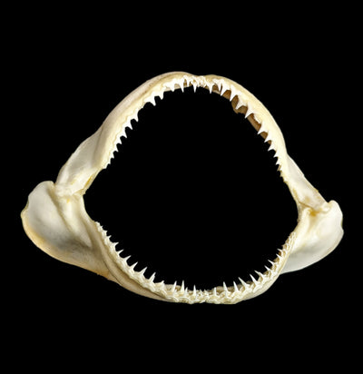 Blacktip Reef Shark Jaw-Bones-Fossils Online-PaxtonGate