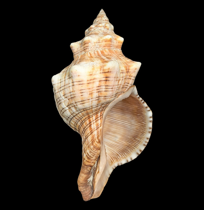 Fox Shell-Sea Life-Tideline-PaxtonGate