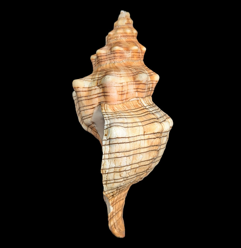 Fox Shell-Sea Life-Tideline-PaxtonGate