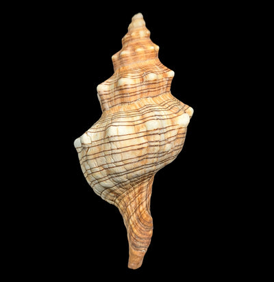 Fox Shell-Sea Life-Tideline-PaxtonGate