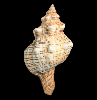 Fox Shell-Sea Life-Tideline-PaxtonGate