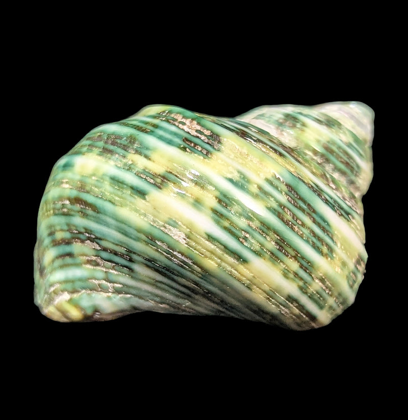 Green Turbo Shell-Sea Life-Tideline-PaxtonGate