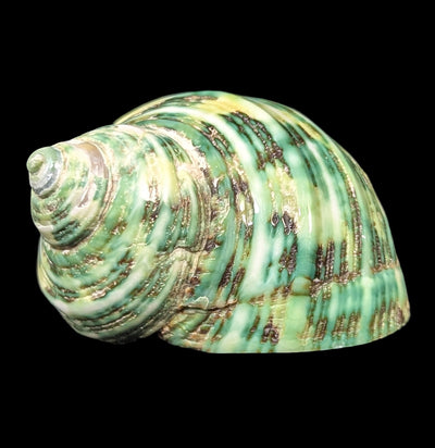 Green Turbo Shell-Sea Life-Tideline-PaxtonGate