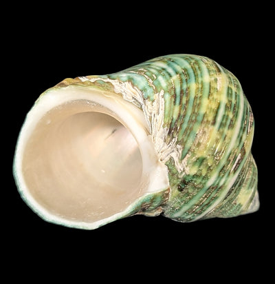 Green Turbo Shell-Sea Life-Tideline-PaxtonGate