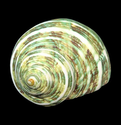 Green Turbo Shell-Sea Life-Tideline-PaxtonGate