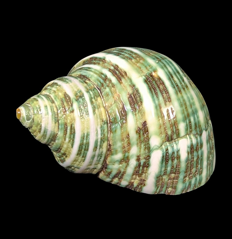 Green Turbo Shell-Sea Life-Tideline-PaxtonGate