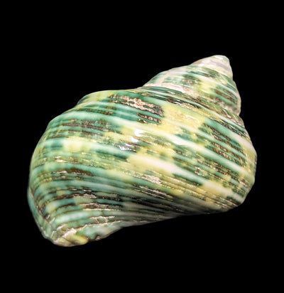 Green Turbo Shell-Sea Life-Tideline-PaxtonGate