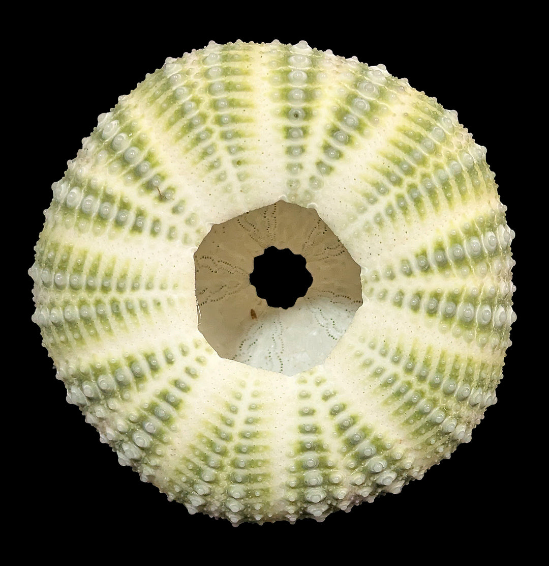 Mexican Green Sea Urchin For Sale | Paxton Gate
