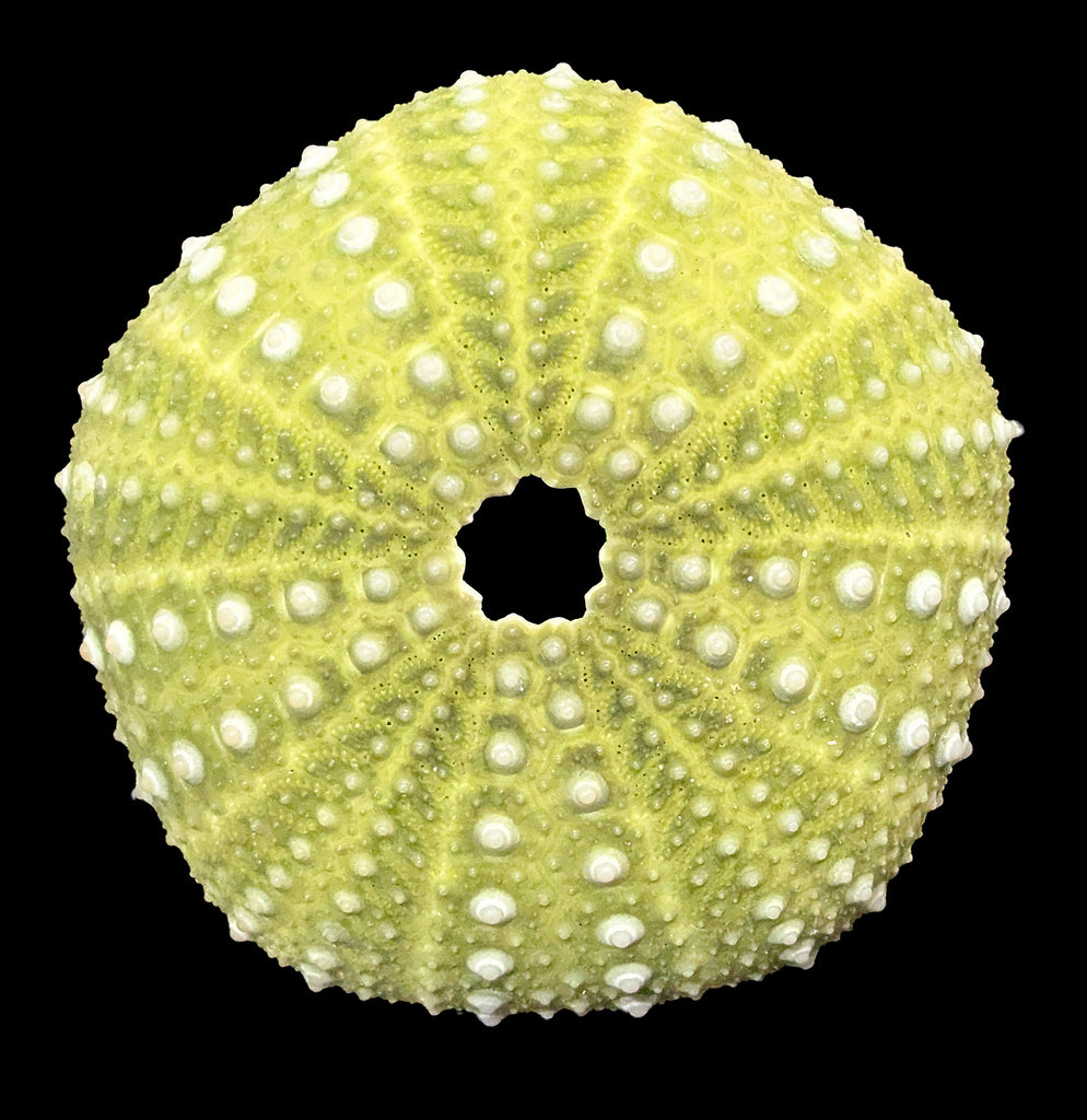【超極小】希少サイズ　タコノマクラ Cake Urchin 超極小】希少サイズ タコノマクラ Cake Urchin 超極小】希少サイズ