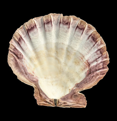 Mexican Lion's Paw Shell-Sea Life-Tideline-PaxtonGate