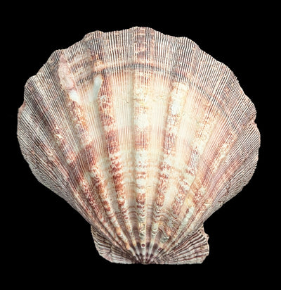 Mexican Lion's Paw Shell-Sea Life-Tideline-PaxtonGate