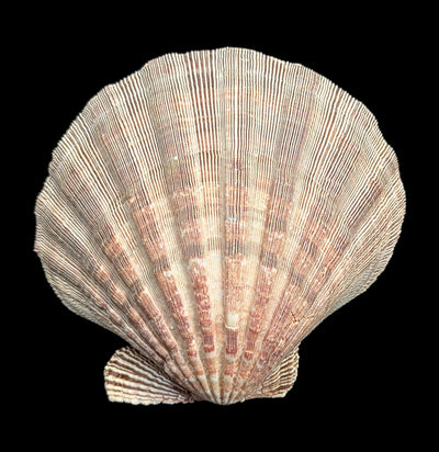 Mexican Lion's Paw Shell-Sea Life-Tideline-PaxtonGate