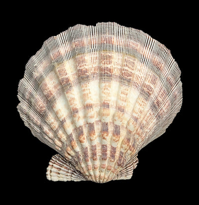Mexican Lion's Paw Shell-Sea Life-Tideline-PaxtonGate